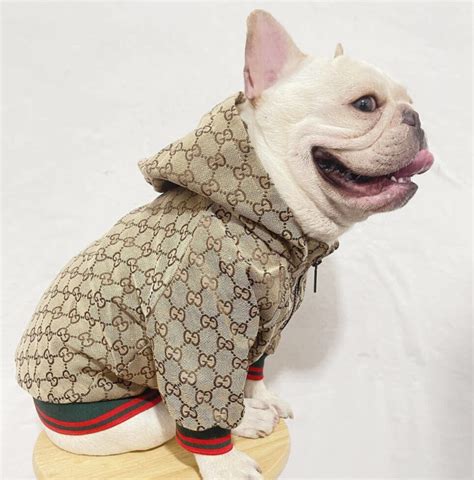 gucci im a dog|gucci dog outfit.